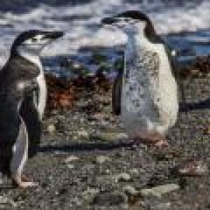 PENGUINS IN AITCHO ISLAND ANTARCTICA - 9