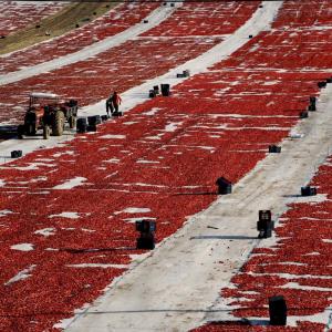 DRYING TOMATOES SARUHANLI TURKEY - 0