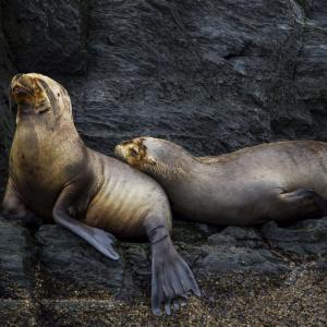 SEA LIONS AT NATIONAL WILD LIFE PARK IN TIERRA DEL FUEGO USHUAIA ARGENTINA - 3