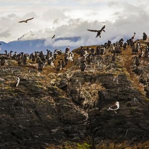 NATURAL WILD LIFE AT TIERRA DEL FUEGO USHUAIA ARGENTINA - 6