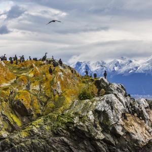  NATURAL WILD LIFE AT TIERRA DEL FUEGO USHUAIA ARGENTINA - 7