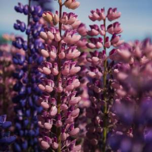 Patagonia_16 PATAGONIA`S FLORA ARGENTINA - 8